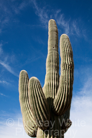 Aged Saguaro
