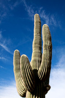 Aged Saguaro