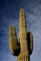 Saguaro cactus