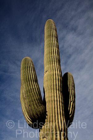 Saguaro cactus